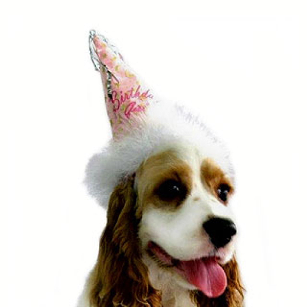 Image Birthday Girl Dog Hat